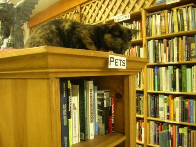 Tortoise-shell cat on top of bookshelf