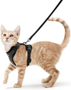 orange kitten in collar and leash
