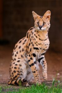 melanistic serval cat, seated