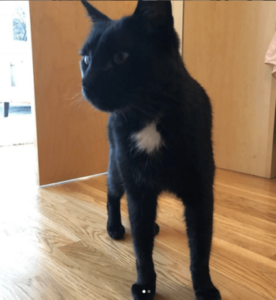 Black cat, white spot, long legs