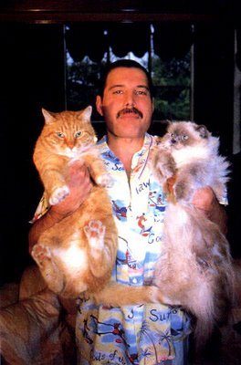 Freddy Mercury holding 2 cats