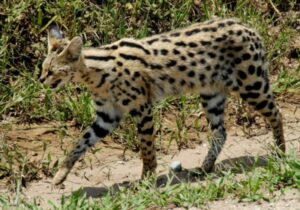 Serval cat walking