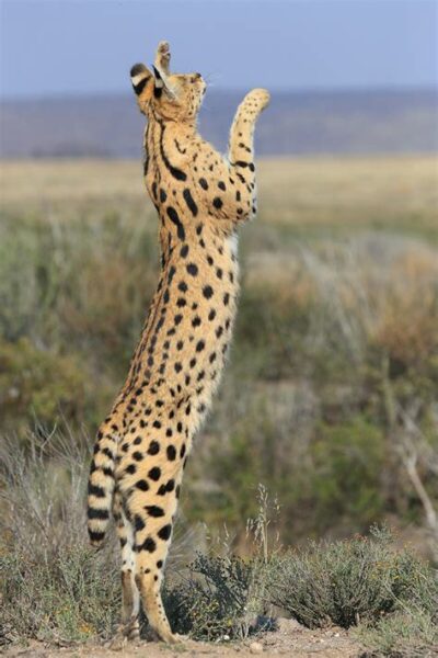 Serval cat on hind legs