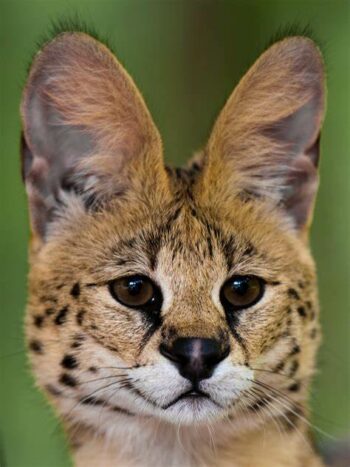 Head shot of serval cat