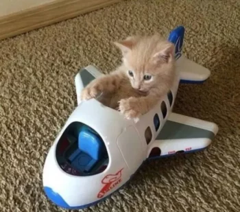 kitten in toy plane