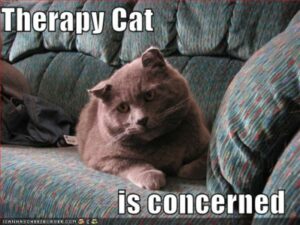 Grey therapy cat