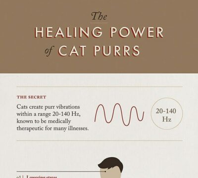 healing power of cat purrs poster