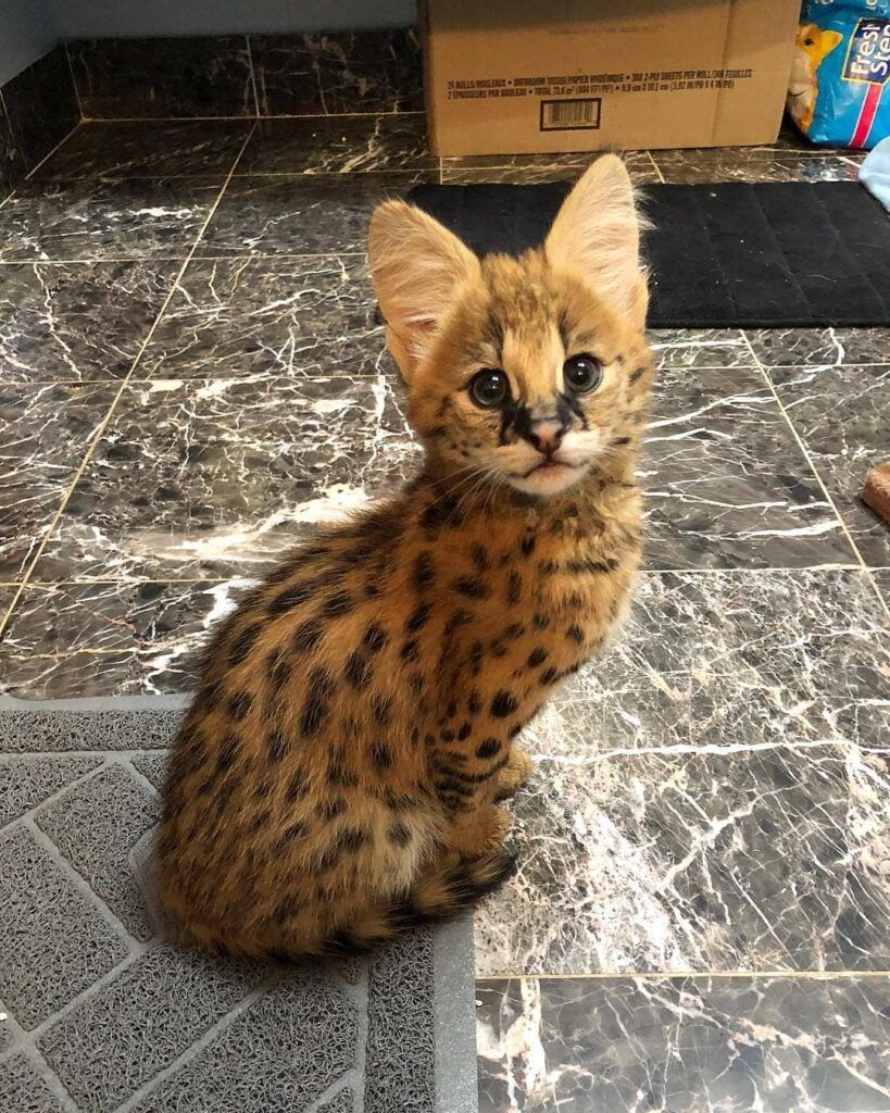 A serval kitten