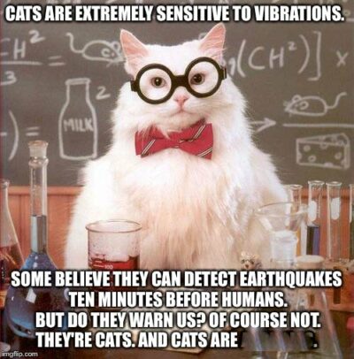 Cat "professor" discussing earthquakes