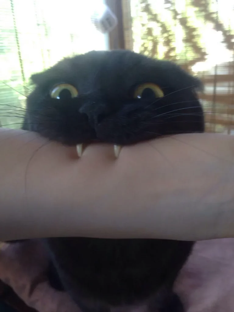 black cat biting arm