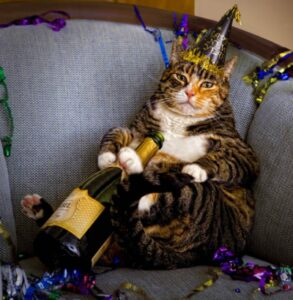 Tiger cat, new year's hat, bottle of champagne