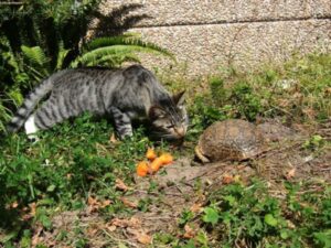tiger cat sniffing turtle
