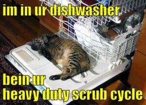 Tiger cat lying on dishwasher door