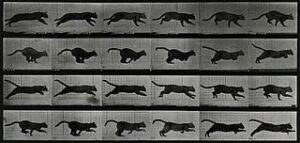 chart of running cats