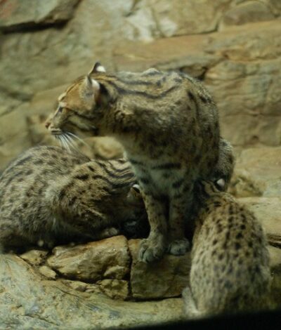 A family of fishing cats