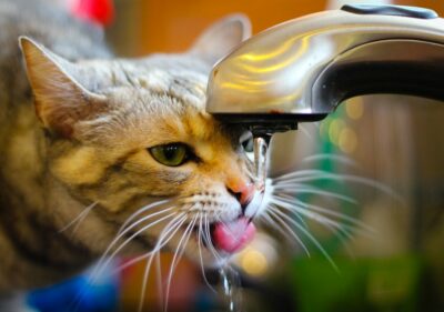 Cat drinking from faucet
