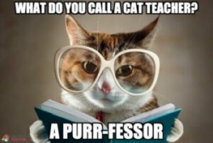 What do you call a cat teacher? A purr-fessor