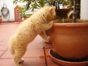 Kitten looking in planter