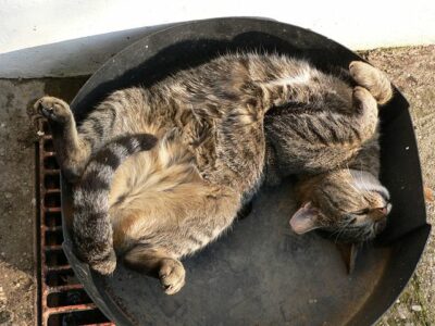 Tiger cat sleeping in barbecuer