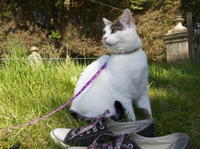 White cat on leash