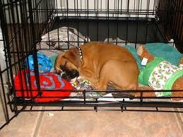 Brown dog in dog crate