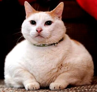 Fat white cat