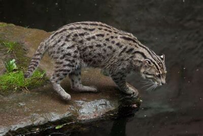 Fiahing cat looking in water