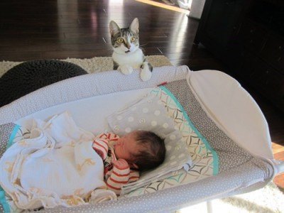 Cat looking at new baby