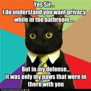 Black cat with collar, talking about bathroom privacy