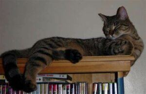 Tiger cat lying on bookcase