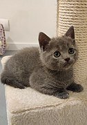 French chartreux kitten