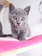 French chartreux kitten