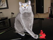 Silver-hued French chartreux cat