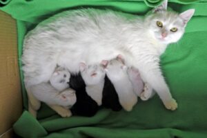 Mother cat nursing kittens