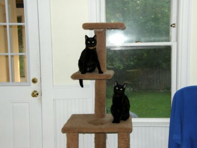 Two black cats on cat tree
