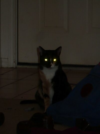 Cat's eyes at night