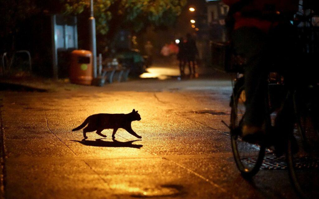 Cat at night walking across road