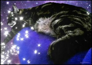 Cat sleeping in the stars