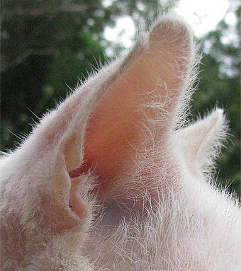 White cat's ears