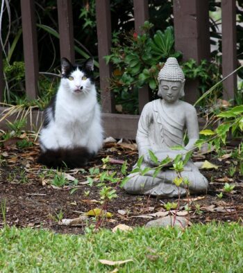 black & white cat posing with statue