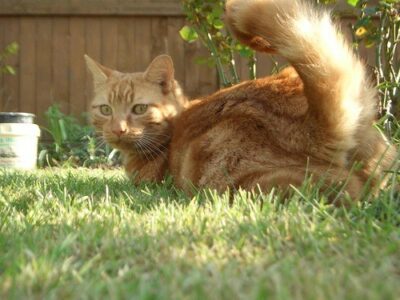 cat playing outside