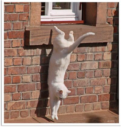 white cat jumping from window ledge