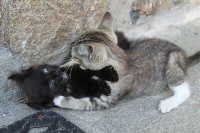 Black and grey kittens mock fighting