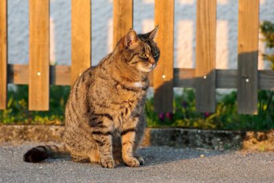 Brown striped cat seated outside