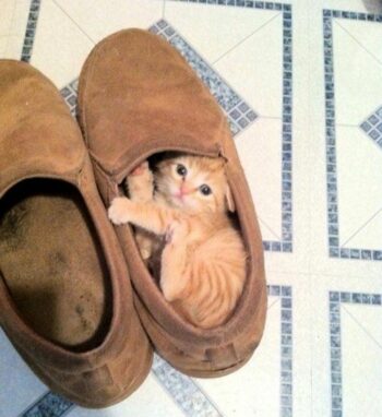 orange kitten in shoe