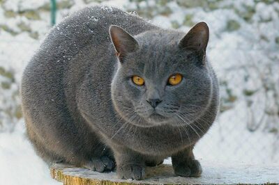 French chartreux cat