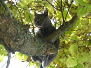 French chartreux cat in tree