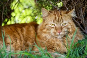 Ginger cat resting outside