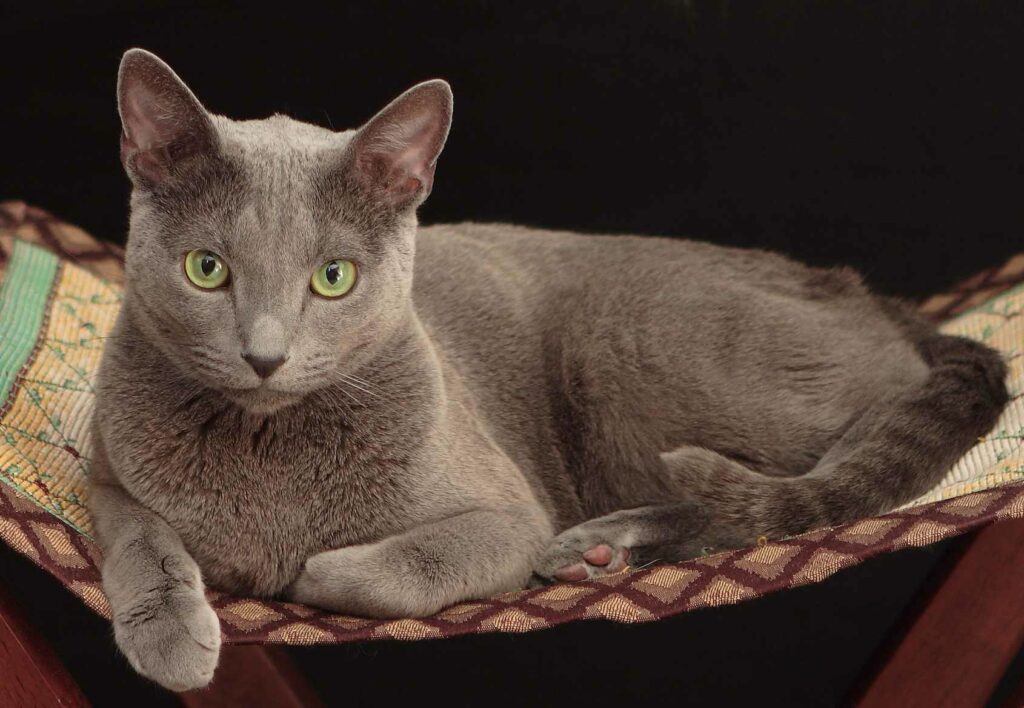 Grey cat in basket