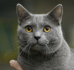 Head & shoulders: French chartreux cat